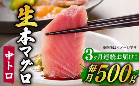 [全3回定期便]五島列島産養殖生本かみまぐろ 中トロ 500g[カミティバリュー][RBP064] 本マグロ 本まぐろ 定期便 本マグロ 本まぐろ 定期便 本マグロ 本まぐろ 定期便