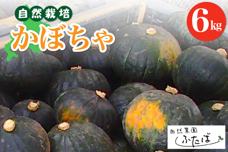 レビューキャンペーン実施中![10月より配送開始]北海道十勝芽室町 自然菜園ふたば 宇佐美亮のかぼちゃ6kg 甘い ホクホク 芽室町 カボチャ 南瓜 野菜 お取り寄せ 送料無料me074-004c