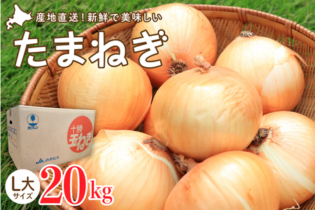 [2025年産先行受付][10月上旬より発送]北海道十勝めむろ産 たまねぎ L大サイズ 20kg 玉ねぎ 期間限定 玉葱 タマネギ 野菜 長期保存 オニオン オニオンスープ カレー 焼肉 産地直送 送料無料 お取り寄せグルメ 北海道 十勝 芽室町 me010-011c-25