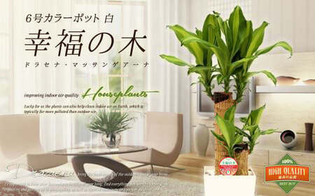 [4月上旬〜9月下旬発送]幸福の木 6号 カラーポット 白 約60〜70cm 観葉植物 インテリア 植物