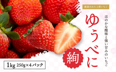 絢音ベリー農園 ＂絢＂ いちご 計1kg (250g×4)[ゆうべに][2024年12月上旬から2025年1月上旬発送予定]