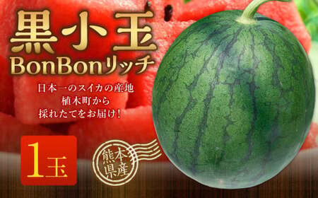 黒小玉 BonBonリッチ 1玉 [2025年5月下旬から6月上旬迄発送予定]すいか 西瓜 果物 くだもの フルーツ