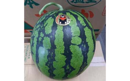 熊本特産!大玉スイカ 1玉 (約6kg以上) すいか スイカ 西瓜 果物 フルーツ [2025年6月上旬〜7月下旬発送予定]