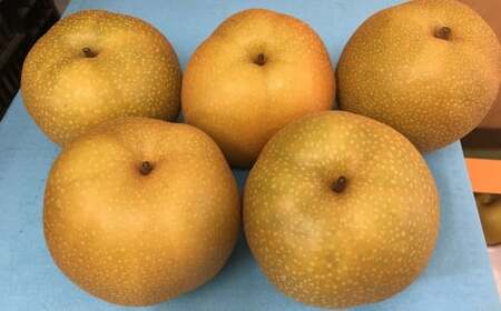 熊本「旬の梨」約5kg (幸水、豊水、あきづき、新高のいずれか1品種) ナシ 梨 果物 フルーツ [2025年8月下旬〜9月下旬発送予定]