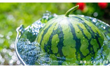 熊本県産 大玉スイカ 1玉 （2L以上・約7kg） 【2025年7月上旬迄発送予定】 大玉西瓜 大玉すいか 西瓜 すいか スイカ 果物 果実 フルーツ 大玉 九州 熊本県 熊本市 常温