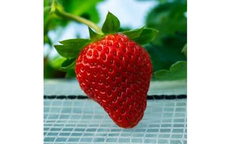 [絢] いちご 約1kg (約250g×4) 紅ほっぺ 苺 [絢音ベリー農園] 厳選 希少 [2026年3月上旬〜4月下旬迄発送予定] イチゴ 果物 果実 フルーツ 熊本県産 国産 九州 熊本県 熊本市 冷蔵