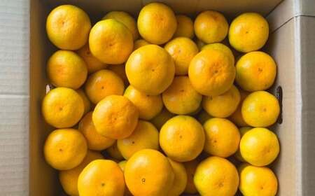 熊本県 河内産 みかん 豊福 3kg 有機肥料使用 [2025年10月上旬〜10月下旬迄発送予定] / とよふく 豊福みかん 熊本生まれ ミカン 蜜柑 極早生 ごくわせ 極早生 温州みかん うんしゅうみかん 河内みかん 果物 くだもの フルーツ 柑橘 果実