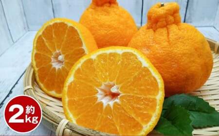 デコポン 約2kg [2026年1月下旬〜2月下旬迄順次発送予定] みかん ミカン 蜜柑 くだもの 果物 柑橘 フルーツ 熊本県産