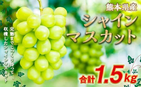 シャインマスカット 約1.5kg(2〜3房)[2025年7月上旬〜10月下旬発送予定]果物 フルーツ マスカット ブドウ 葡萄