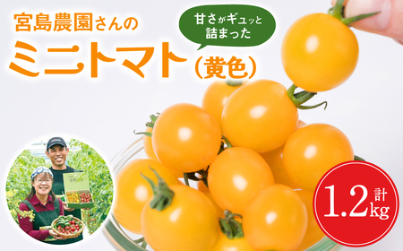 [先行予約]ミニトマト (黄色) 1.2kg 八代市産 宮島農園 トマト 甘い サラダ [2024年11月上旬より順次発送]