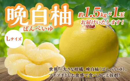 [先行予約] 熊本県八代市産 晩白柚 Lサイズ 1玉入り 果物 くだもの フルーツ ばんぺいゆ 柑橘 旬 国産 特産品 熊本県 八代市 [2025年12月下旬より順次発送]