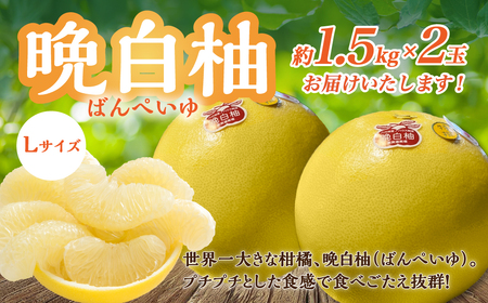 [先行予約] 八代市産 晩白柚 Lサイズ 2玉入り 合計約3kg 果物 くだもの フルーツ ばんぺいゆ 柑橘 旬 国産 特産品 熊本県 八代市 [2025年12月下旬より順次発送]