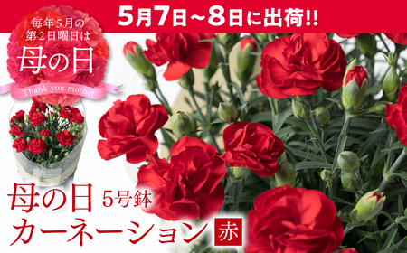 [先行予約][2026年5月7日〜8日発送]ポットカーネーション 赤 5号鉢 カゴ付き カーネーション 花 母の日 プレゼント ギフト 贈り物 熊本県 八代市