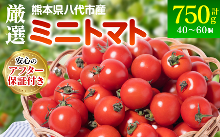 [先行予約]厳選ミニトマト 750g トマト 野菜 厳選 やさい サラダ 甘い[2024年12月上旬より順次発送]