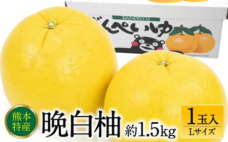 [先行予約] 熊本県八代市産 晩白柚 Lサイズ 1玉入り 約1.5kg 果物 くだもの フルーツ 柑橘類 青果物 特産品 お取り寄せ [2025年12月中旬より順次発送]