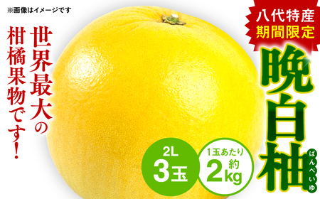 【先行予約】 八代特産 晩白柚 （ばんぺいゆ） 2Lサイズ(約2kg)×3玉 柑橘 果物 フルーツ 熊本県産 ばんぺいゆ フルーツ 柑橘 特産品 【2025年12月上旬より順次発送】