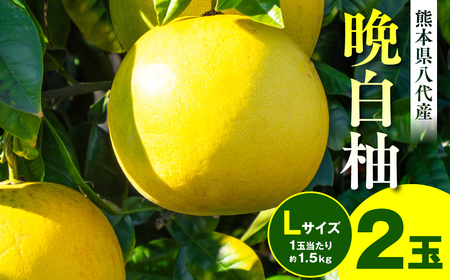 [先行予約]晩白柚 Lサイズ(1玉当たり約1.5kg) 2玉 熊本県産 八代市産 柑橘 ばんぺいゆ[2025年1月上旬より順次発送]