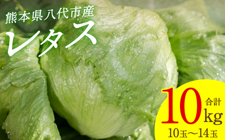 熊本県八代市産 レタス10kg(10玉〜14玉)