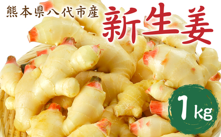 [先行予約]八代市東陽町産 新生姜1kg[2025年9月上旬より順次発送]