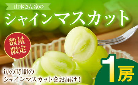 ys\z F{sY R{Ƃ́uVC}XJbgv 1[(500g) Ԃǂ t[c }XJbg { ʕ ʕ VN Mtg 蕨 y2026N8{菇z