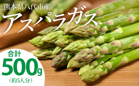 [先行予約] 熊本県 八代市産 アスパラガス 500g 新鮮 アスパラ 野菜 やさい 旬 [2026年4月上旬より順次発送]