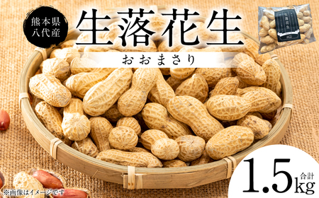 [先行予約] 熊本県 八代産 生落花生 [おおまさり] 1.5kg 落花生 ラッカセイ らっかせい おおまさり 生 なま 茹で おつまみ おやつ ピーナッツ 豆 旬 野菜 [2026年9月上旬より順次発送]