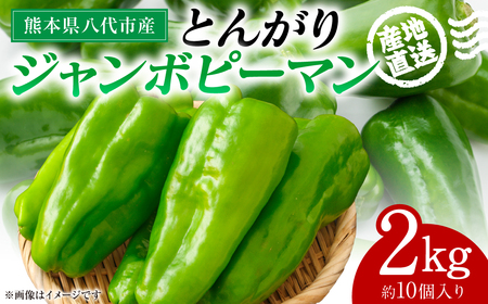 [先行予約]産地直送 とんがりジャンボピーマン 2kg 野菜 やさい 野菜炒め サラダ 夏野菜 新鮮 旬 無限ピーマン おつまみ BBQ バーベキュー 肉詰め 熊本県 八代市[2026年3月中旬より順次発送]