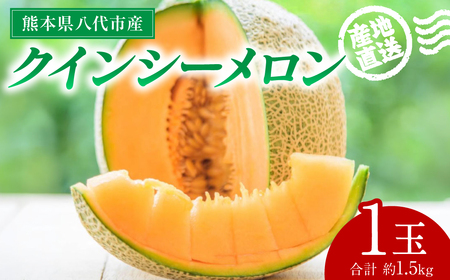 [先行予約] 産地直送 クインシーメロン 1玉 約1.5kg クインシー メロン めろん 赤肉メロン 赤肉 果物 くだもの フルーツ デザート 贈り物 国産 熊本県 八代市 [2026年5月下旬より順次発送]