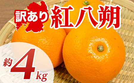[先行予約] [訳あり] 紅八朔 約4kg 八朔 はっさく ハッサク 柑橘 果物 くだもの フルーツ 熊本県 八代市 [2027年1月下旬より順次発送]