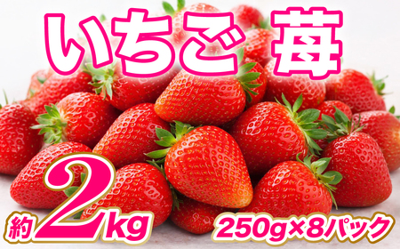[先行予約] いちご 約2kg(約250g×8パック) 苺 果物 イチゴ [2027年1月上旬より順次発送]
