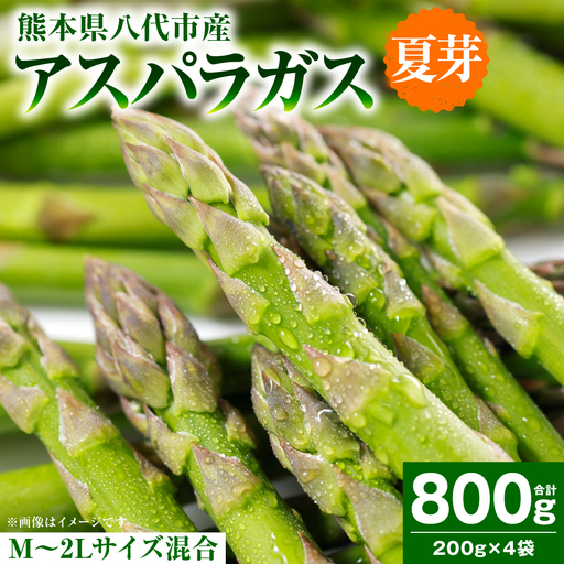 [先行予約] アスパラガス 800g (M〜2Lサイズ混合) 野菜 [2026年6月上旬より順次発送]