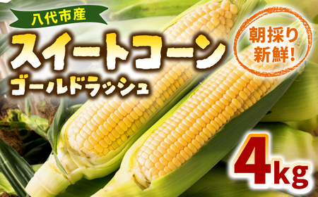 [期間限定]7月10日まで!熊本県八代市産 スイートコーン ゴールドラッシュ 4kg とうもろこし 朝採り 高糖度