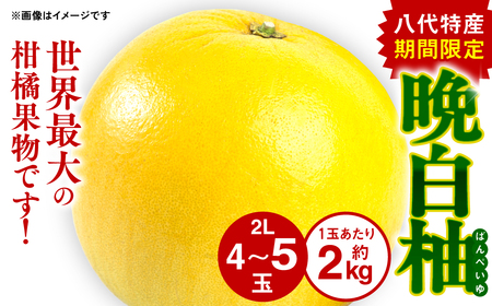 【先行予約】 八代特産 晩白柚 （ばんぺいゆ） 2Lサイズ(約2kg)×4玉～5玉 柑橘 果物 フルーツ 熊本県産 ばんぺいゆ フルーツ 柑橘 特産品 世界最大級柑橘 お正月飾り 柑橘の香り 縁起物 ジューシー 爽やかな甘味 爽やかな香り 【2025年12月上旬より順次発送】