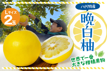 【先行予約】 晩白柚 Lサイズ2玉 柑橘 みかん 果物 フルーツ 熊本県産 ばんぺいゆ 特産品 【2025年12月上旬より順次発送】