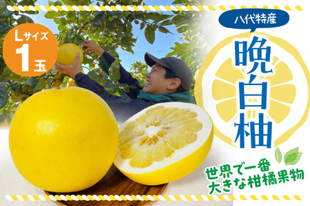 【先行予約】 晩白柚 Lサイズ1玉 柑橘 みかん 果物 フルーツ 熊本県産 ばんぺいゆ 特産品 【2025年12月上旬より順次発送】