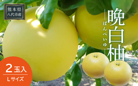 【先行予約】 晩白柚 2玉 Lサイズ ばんぺいゆ 柑橘 八代市産 特産品 果物 フルーツ 青果物 【2025年12月下旬より順次発送】