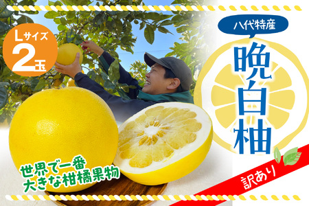 【先行予約】【訳あり】 晩白柚 Lサイズ2玉 柑橘 みかん 果物 フルーツ 熊本県産 ばんぺいゆ 特産品 【2025年12月上旬より順次発送】