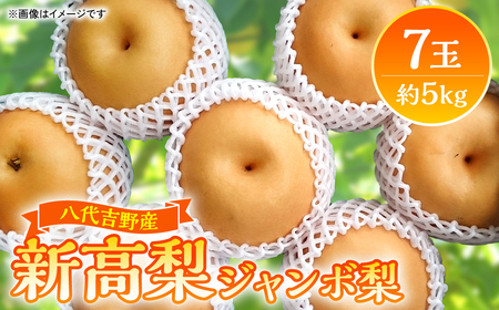 [先行予約]熊本県産 新高梨 ジャンボ梨 7玉 (約5kg)にいたか[2025年9月中旬より順次発送]