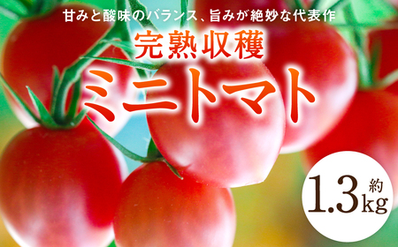 [甘みと酸味のバランス、旨みが絶妙な代表作]完熟収穫ミニトマト 約1.3kg トマト 甘い 野菜 旬 サラダ