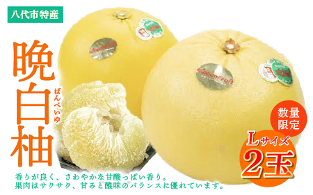 【先行予約】 数量限定 八代市特産 晩白柚 Lサイズ 2玉 ばんぺいゆ 柑橘 フルーツ くだもの 旬 熊本県産 九州 【2025年12月上旬より順次発送】