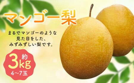 [2024年10月下旬より発送開始] 王秋梨 マンゴー梨 約3kg(4-7玉) 梨 フルーツ
