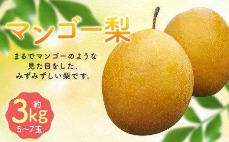 【2023年11月上旬発送開始】 王秋梨 マンゴー梨 約3kg(5～7玉) 梨 フルーツ