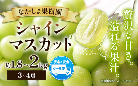 シャインマスカット 約1.8kg 〜 約2kg ( 3〜4房 ) マスカット ぶどう 葡萄 フルーツ 果物 旬 なかしま果樹園 [8月下旬-9月末頃出荷] 熊本県 荒尾市 ギフト 美味しいシャインマスカット 旬の ジューシー フルーツ