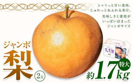 【2025年先行予約】 梨 なし 贈答用 荒尾ジャンボ梨（新高）2玉入り  約1.7kg 秋 旬 熊本県 荒尾市産 髙口果樹園《2025年10月上旬-10月下旬頃出荷》フルーツ 果物 ギフト 化粧箱 専用BOX付き 冷蔵 美味しい梨 旬の梨 ジューシー梨 フルーツ梨