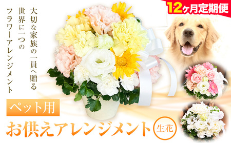 12ヶ月定期便★ 花 椿原園 ペット用 お供え アレンジメント 1個 フラワーアレンジメント [出荷時期をお選びください] 熊本県 荒尾市 生花 お供え 花 お供え用 犬用 猫用 犬 猫 ペット