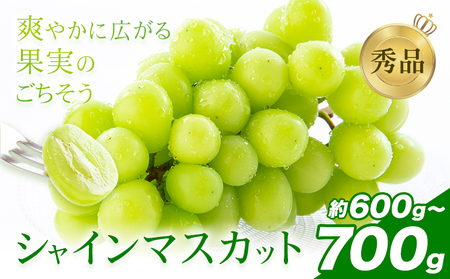 シャインマスカット 秀品 内容量 約600g-700g(1-2房) 日本フルーツ[6月下旬-8月末頃出荷]熊本県 荒尾市 ぶどう ブドウ 果物 フルーツ スイーツ デザート ギフト ご贈答