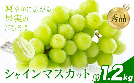 シャインマスカット 秀品 内容量 約1.2kg(2-5房) 日本フルーツ[6月下旬-8月末頃出荷]熊本県 荒尾市 ぶどう ブドウ 果物 フルーツ スイーツ デザート ギフト ご贈答