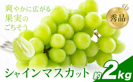 シャインマスカット 秀品 内容量 約2kg(3-7房) 日本フルーツ[6月下旬-8月末頃出荷]熊本県 荒尾市 ぶどう ブドウ 果物 フルーツ スイーツ デザート ギフト ご贈答