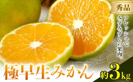 みかん 極早生みかん 秀品 約3kg [2025年9月上旬-10月末頃出荷]日本フルーツ株式会社 |みかん みかん みかん