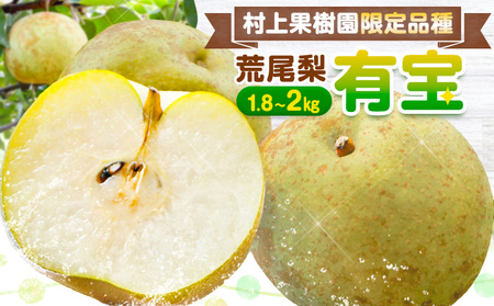 梨 なし 限定品種 荒尾梨 有宝 約1.8〜2kg 果物 村上果樹園[8月上旬-8月中旬頃出荷] 熊本県 荒尾市 荒尾梨 早生 わせ なし ゆうほう